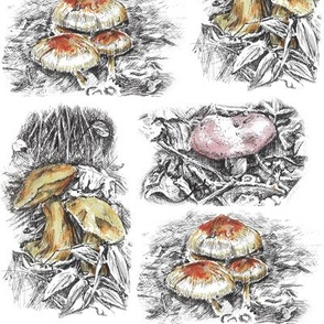 Mushrooms, Pen and Ink