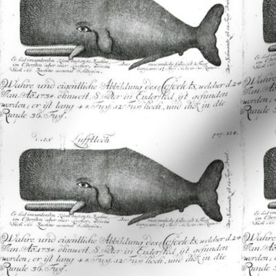 Animal-Sea-mammal-Whale-Dutch-engraving