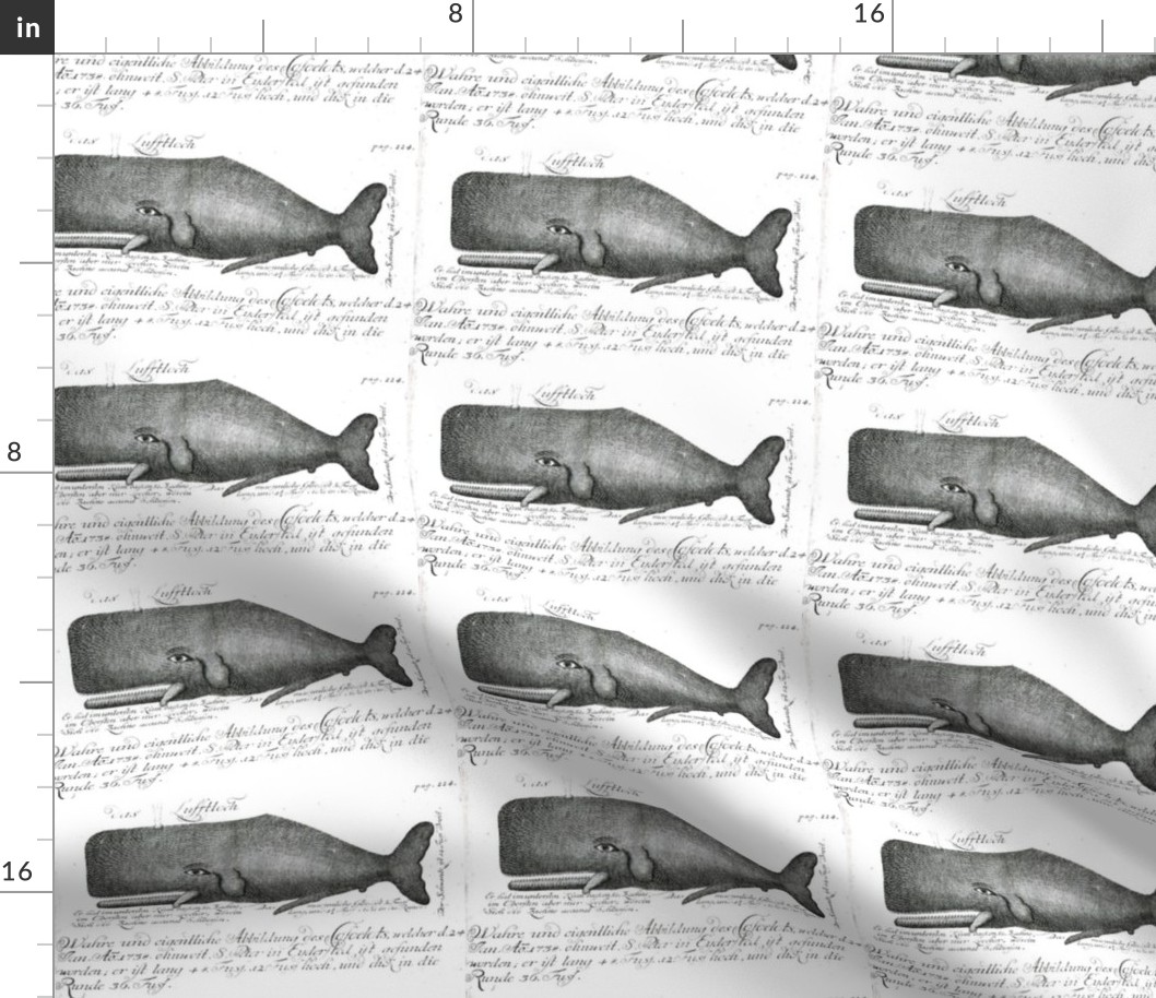 Animal-Sea-mammal-Whale-Dutch-engraving