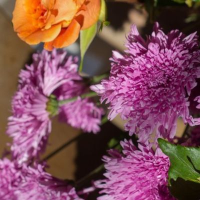 Purple Flowers Photo