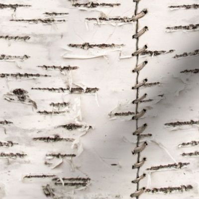 Stitched Birch Bark