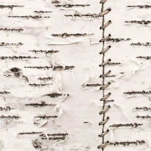 Birch Bark Fabric Wallpaper and Home Decor  Spoonflower