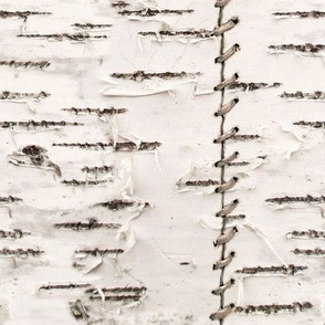 Stitched Birch Bark