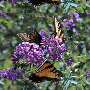 Butterfly Heaven