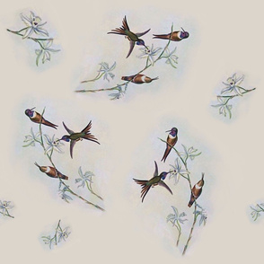 Vintage Hummingbirds