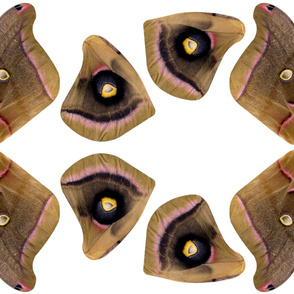 polyphemus moth costume fabric