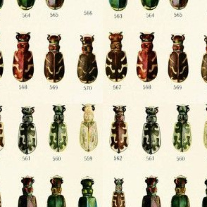 Colors of beetles