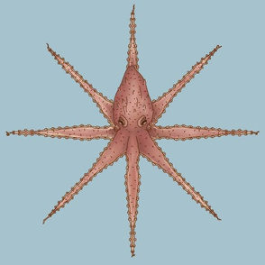 Octopus Symmetry Sky Blue