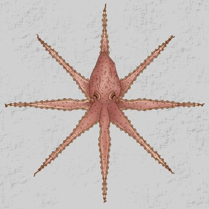 Octopus Symmetry Charcoal