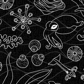 Cephalopods: Black & White