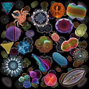 Diatom_collage