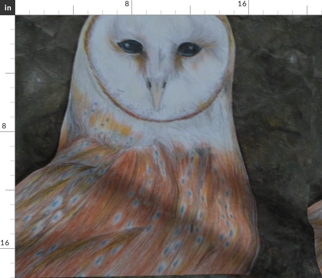 Barn Owl