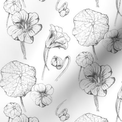 Nasturtiums