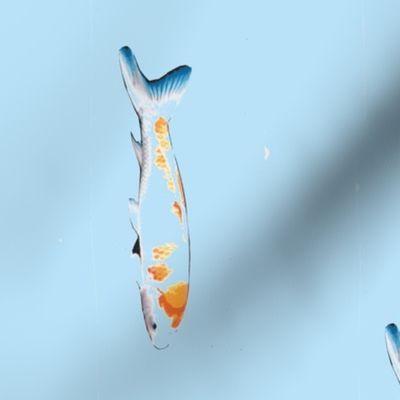 colorful koi on blue background