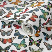 Butterfly Paintings