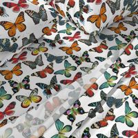 Butterfly Paintings