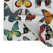 Butterfly Paintings