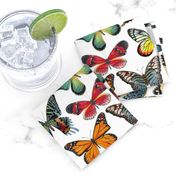 Butterfly Paintings