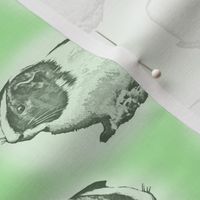 Guinea pig dots - green