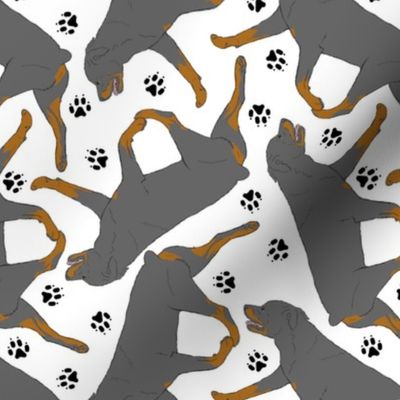 Trotting Rottweiler and paw prints - white