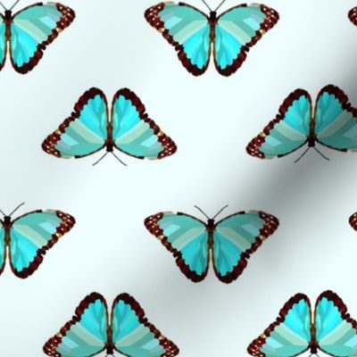 Butterfly Blue Specimen