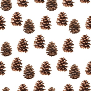 Pine Cones on White