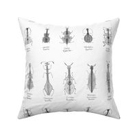 greyscale stringed beetles