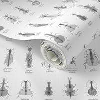 stringed beetles small - greyscale