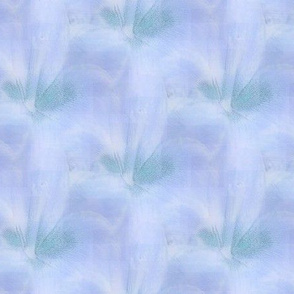  Blue Amaryllis