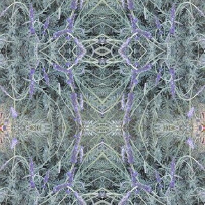 Lavender Lace (Ref. 4746)