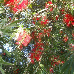 Flamboyant Bottlebrush - Extra Large Scale (Ref. 4855c)