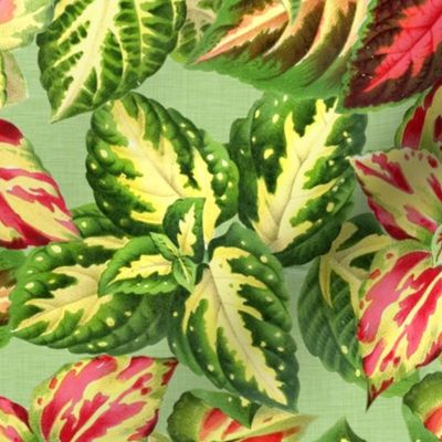 Scattered Coleus Plants Green Yellow Pink