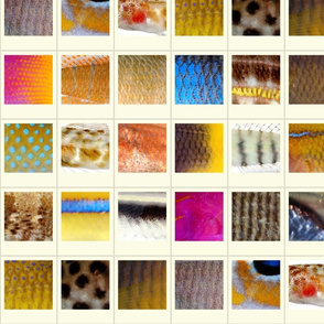 Fish Polaroids