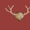 4728067-antler-mount-deep-red-by-cultivatecreate