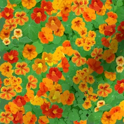 nasturtiums