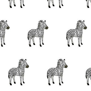 zebra