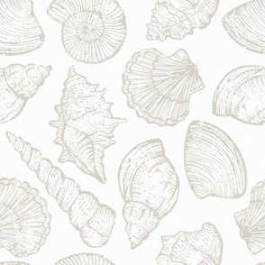 Sea shells collection