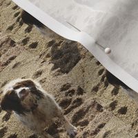 Dog on sand