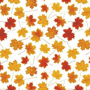 small maple leaves - autumncolors