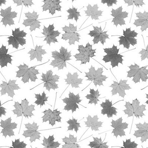 small greyscale maple leaves