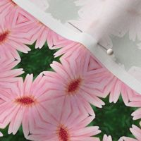 pink daisy lattice