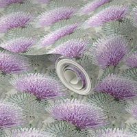 Pale purple thistle