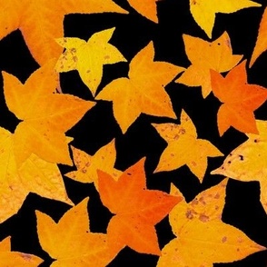 Real Autumn leaves in orange and gold on black background