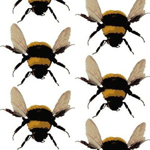 BIG bee's