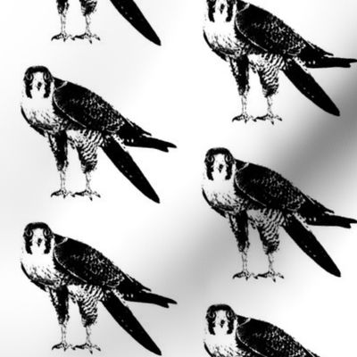 Peregrine Falcons // Large