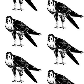 Peregrine Falcons // Large
