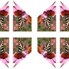 Nevada Butterfly