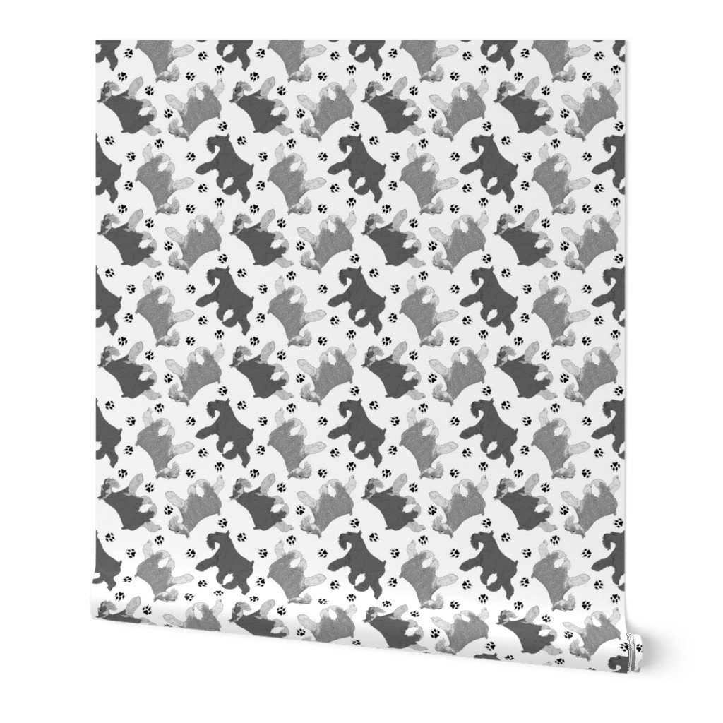 Trotting Miniature Schnauzers and paw prints - white