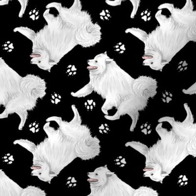 Trotting American Eskimo Dog and paw prints - black