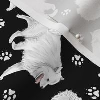 Trotting American Eskimo Dog and paw prints - black